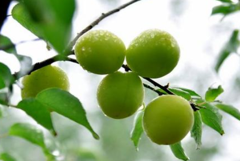 芒種時(shí)節(jié)，習(xí)俗不“盲”-普樂斯等離子清洗機(jī)